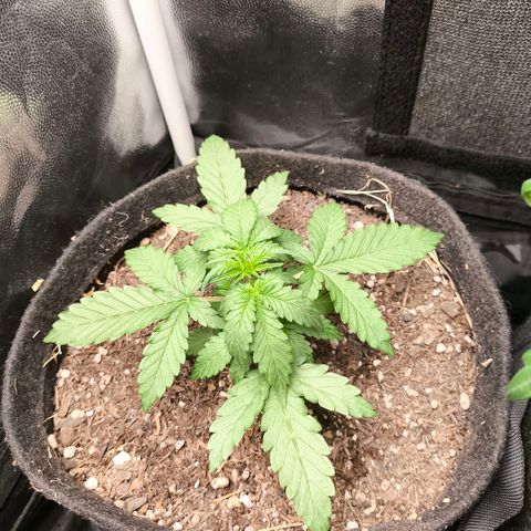 Afeghan e gorillaz growlog timeline photo