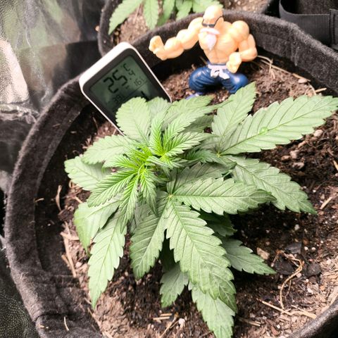 Afeghan e gorillaz growlog timeline photo