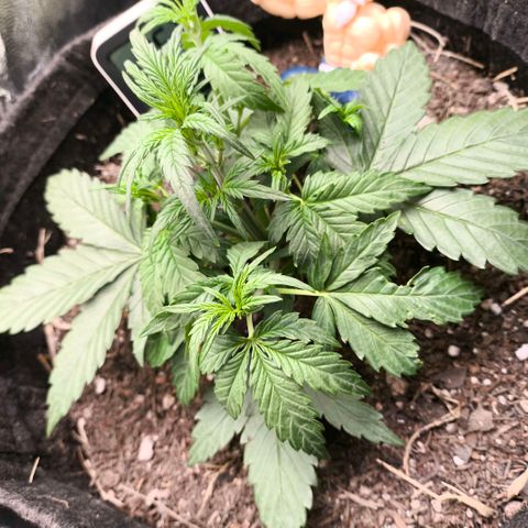 Afeghan e gorillaz growlog photo: Basementganja poda , flor arbusto