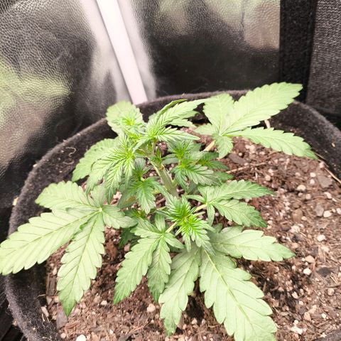 Afeghan e gorillaz growlog timeline photo