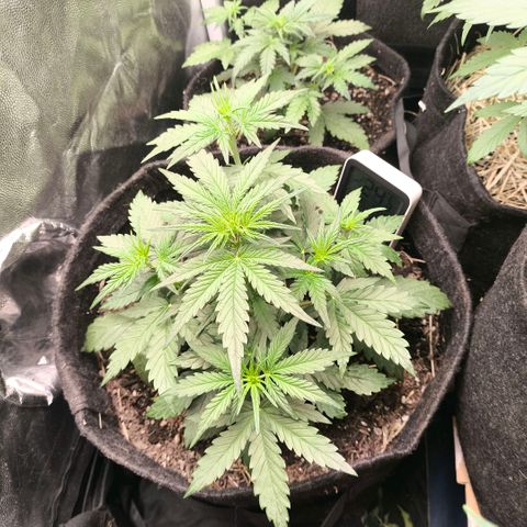 Afeghan e gorillaz growlog timeline photo