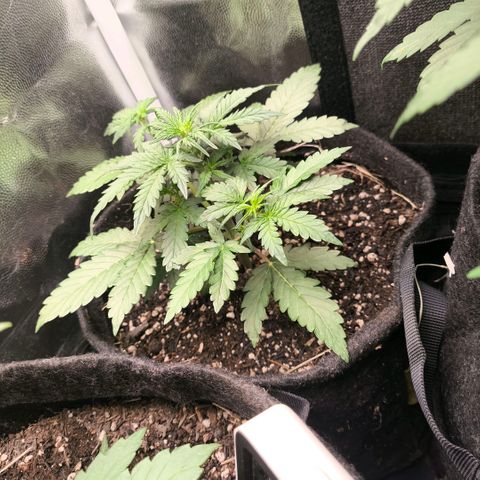 Afeghan e gorillaz growlog timeline photo