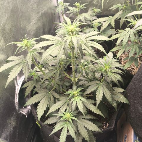 Afeghan e gorillaz growlog photo: Rega 500 ml ontem 