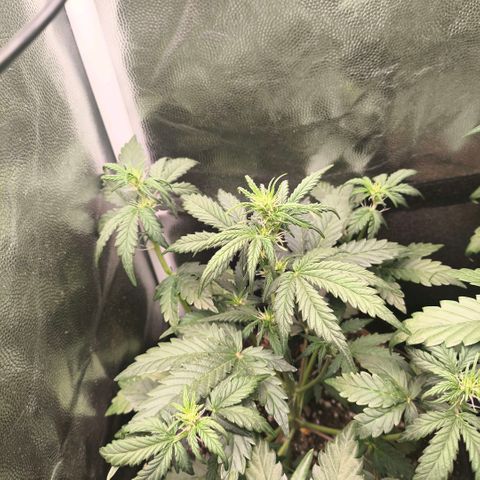 Afeghan e gorillaz growlog photo: Rega 500 ml ontem 