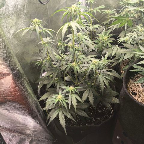 Afeghan e gorillaz growlog photo: Rega completa