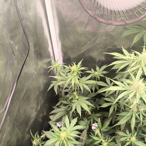 Afeghan e gorillaz growlog timeline photo