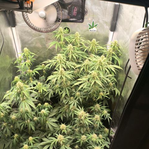 Afeghan e gorillaz growlog photo: Rega completa em todas 