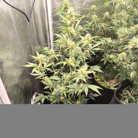 Afeghan e gorillaz growlog timeline photo
