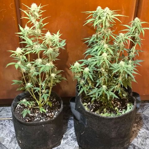 Afeghan e gorillaz growlog timeline photo