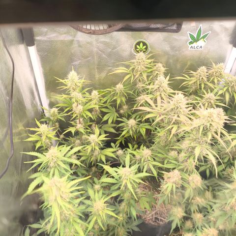 Afeghan e gorillaz growlog photo: Afeghan