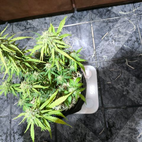 Afeghan e gorillaz growlog photo: Rega completa 
2.5 litros Afeghan
1.5 litros gorilla
Peso 9.55