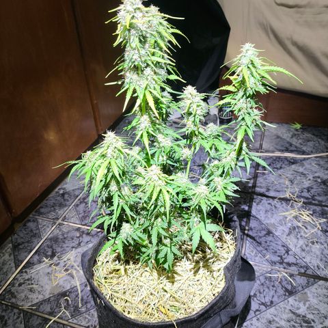 Afeghan e gorillaz growlog timeline photo