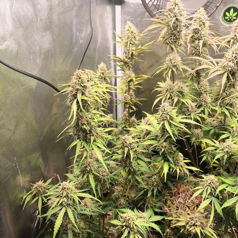 Afeghan e gorillaz growlog timeline photo