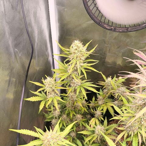Afeghan e gorillaz growlog timeline photo