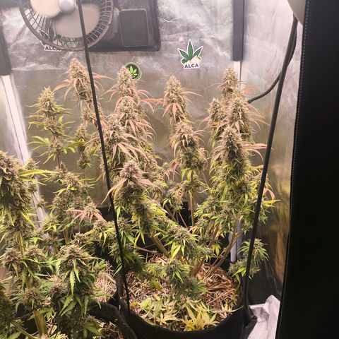 Afeghan e gorillaz growlog timeline photo