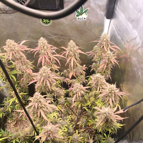 Afeghan e gorillaz growlog timeline photo