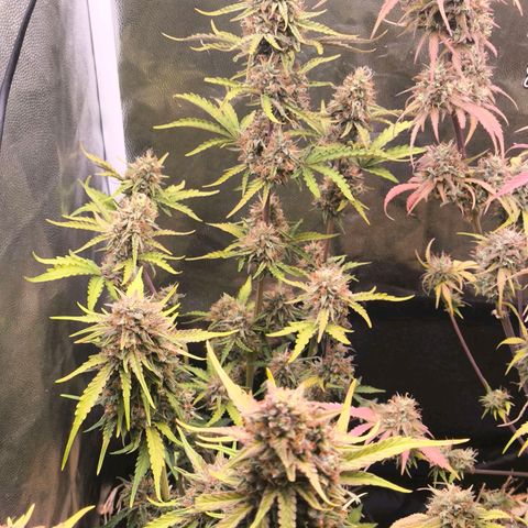 Afeghan e gorillaz growlog timeline photo