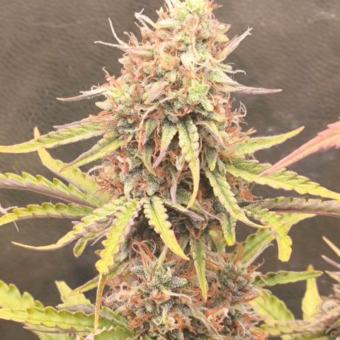Afeghan e gorillaz growlog timeline photo