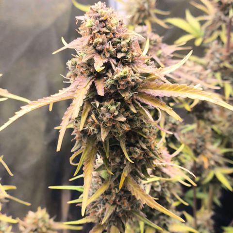 Afeghan e gorillaz growlog timeline photo