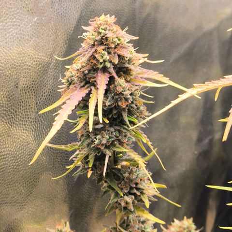 Afeghan e gorillaz growlog timeline photo