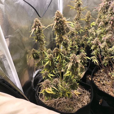 Afeghan e gorillaz growlog photo: Afghan 15 litros