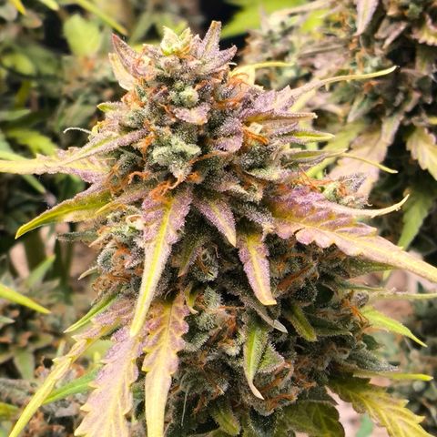 Afeghan e gorillaz growlog photo: Afghan 15 litros