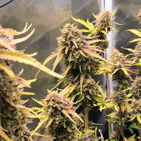 Afeghan e gorillaz growlog photo: Afghan 15 litros