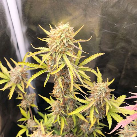Afeghan e gorillaz growlog photo: Gorilla