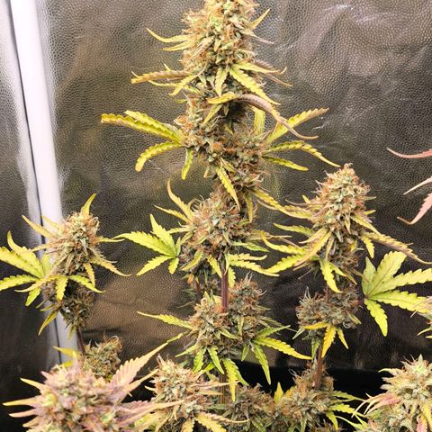 Afeghan e gorillaz growlog photo: Gorilla