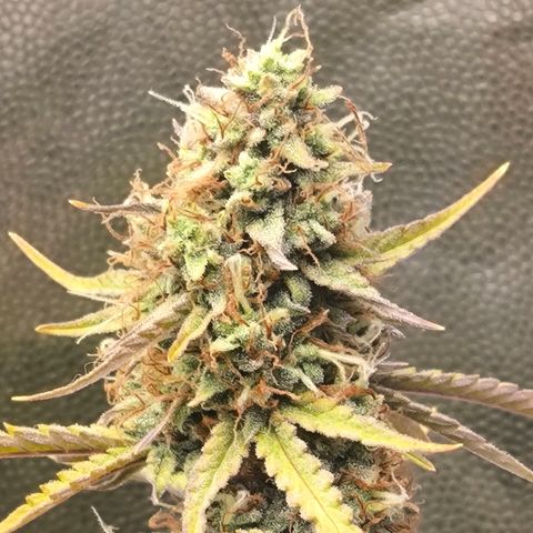 Afeghan e gorillaz growlog photo: Gorilla