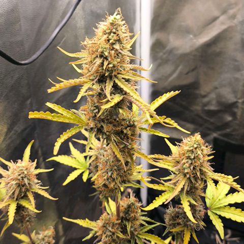Afeghan e gorillaz growlog timeline photo