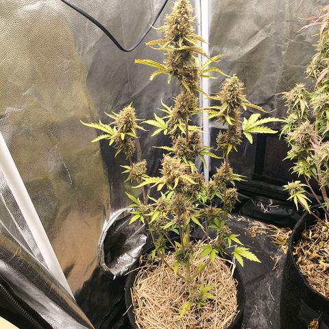Afeghan e gorillaz growlog timeline photo