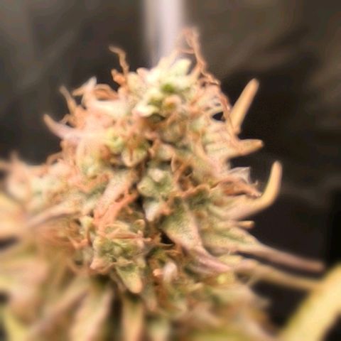 Afeghan e gorillaz growlog photo: Gorilla z
