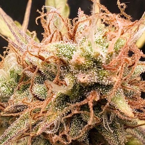 Afeghan e gorillaz growlog photo: Gorilla z