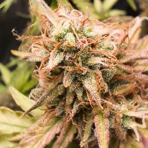 Afeghan e gorillaz growlog photo: Gorilla z