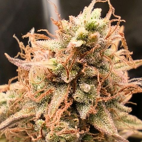 Afeghan e gorillaz growlog photo: Gorilla z