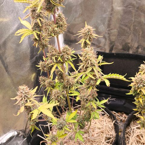 Afeghan e gorillaz growlog photo: Rega garrafa