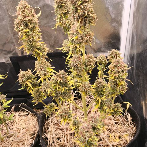 Afeghan e gorillaz growlog photo: Rega garrafa