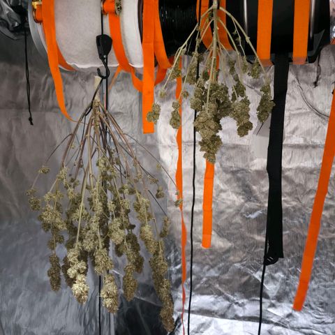 Afeghan e gorillaz growlog timeline photo