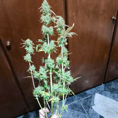 Afeghan e gorillaz growlog timeline photo