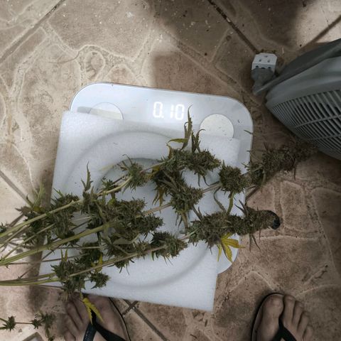Afeghan e gorillaz growlog photo: Gorilla z colhida 