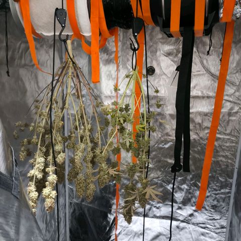 Afeghan e gorillaz growlog photo: Início secagem gorilla z 5 a 10% âmbar 
Aprox 78 dias