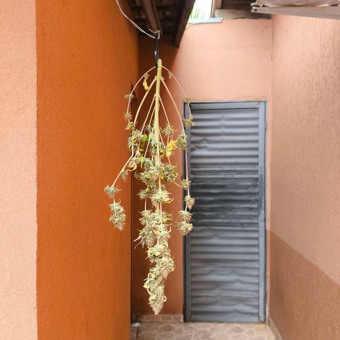 Afeghan e gorillaz growlog timeline photo