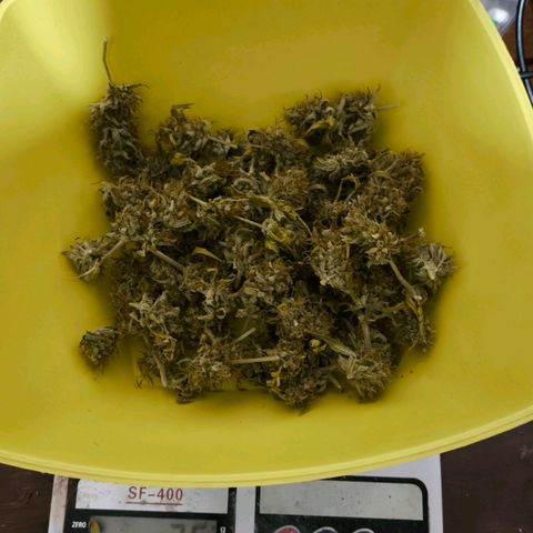 Afeghan e gorillaz growlog photo: Gorilla z 14 dias de secagem único da cura