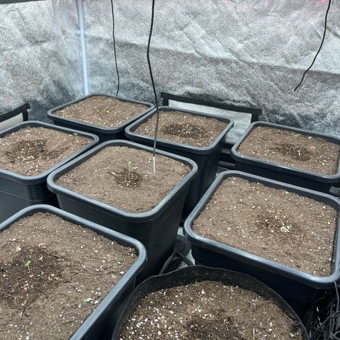 Green gelato growlog timeline photo