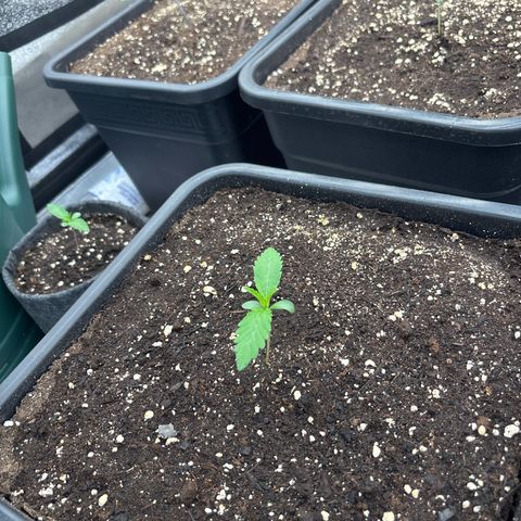 Green gelato growlog timeline photo
