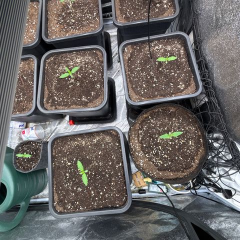 Green gelato growlog timeline photo