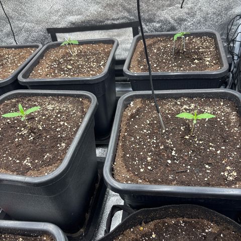 Green gelato growlog timeline photo
