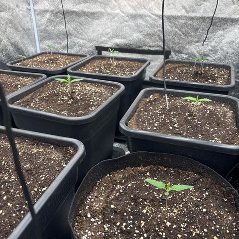 Green gelato growlog timeline photo