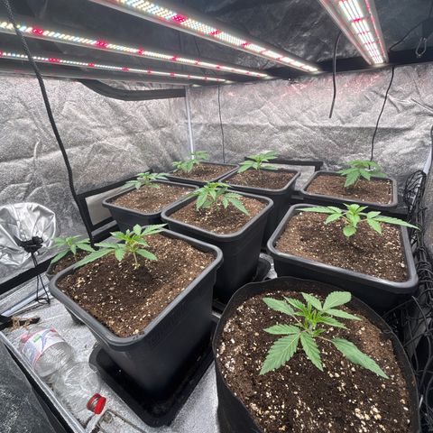 Green gelato growlog timeline photo